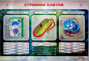 Стенды для кабинета биологии - «globural.ru» - Томск