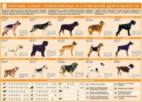 Комплект плакатов "Кинология" - «globural.ru» - Томск