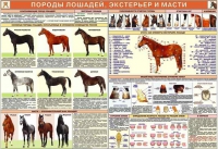 Комплект плакатов "Служебное коневодство" - «globural.ru» - Томск