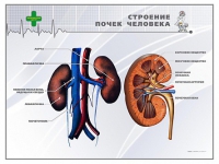 Стенд "Строение почки человека" - «globural.ru» - Томск
