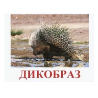 Карточки Домана "Дикие животные-3" - «globural.ru» - Томск