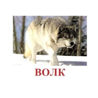 Карточки Домана "Дикие животные-1" - «globural.ru» - Томск