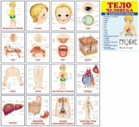 Раздаточные карточки "Тело человека" - «globural.ru» - Томск