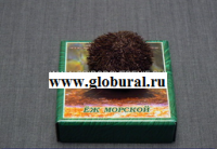 Сухой препарат "Еж морской" - «globural.ru» - Томск
