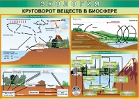 Таблица Круговорот веществ в биосфере 1000*700 винил - «globural.ru» - Томск