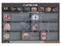 Стенд "Курение" (вариант 1) - «globural.ru» - Томск