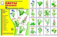 Демонстрационные карточки "Цветы полевые" - «globural.ru» - Томск