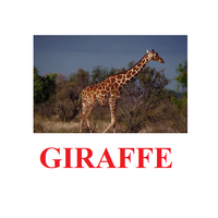 "Wild Animals-1" ("Дикие животные-1") английские карточки Домана - «globural.ru» - Томск