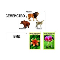 Модель-аппликация "Классификация растений и животных" (ламинированная) - «globural.ru» - Томск