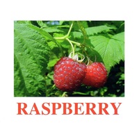 "Berries-1" ("Ягоды-1") английские карточки Домана - «globural.ru» - Томск