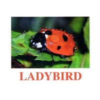 "Insects" ("Насекомые") английские карточки Домана - «globural.ru» - Томск