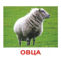 .Карточки Домана "Домашние животные" - «globural.ru» - Томск