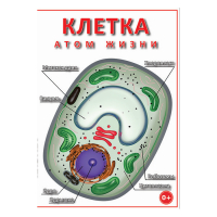 DVD Клетка - "атом жизни" - «globural.ru» - Томск