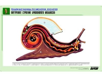 Рельефная таблица "Внутреннее строение брюхоногого моллюска" (формат А1, матовое ламинир.) - «globural.ru» - Томск