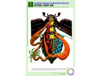 Рельефная таблица "Внутреннее строение жука" (формат А1, матовое ламинир.) - «globural.ru» - Томск