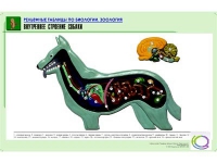 Рельефная таблица "Внутреннее строение собаки" (формат А1, матовое ламинир.) - «globural.ru» - Томск