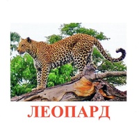 Карточки Домана "Дикие животные-2" - «globural.ru» - Томск