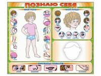 Стенд маркерный "Познаю себя" (тело, голова, органы чувств) - «globural.ru» - Томск