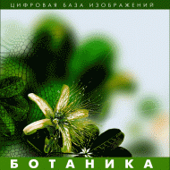 Ботаника. (Цифровая база изображений) - «globural.ru» - Томск