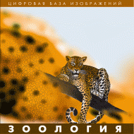 Зоология. (Цифровая база изображений) - «globural.ru» - Томск