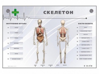 Электрифицированный стенд-тренажер "Скелетон" - «globural.ru» - Томск