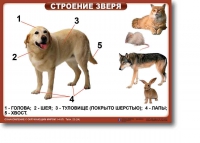 Ознакомление с окружающим миром. 1-4 класс. Комплект таблиц. Наглядные пособия для начальной школы, учебные пособия - «globural.ru» - Томск