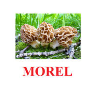 "Mushrooms" ("Грибы") английские карточки Домана - «globural.ru» - Томск