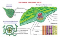 Плакаты и таблицы по биологии - «globural.ru» - Томск