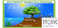 Стенд "Круговорот веществ" - «globural.ru» - Томск