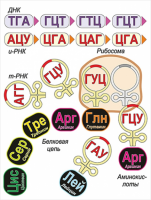 Модель-аппликация Биосинтез белка - «globural.ru» - Томск