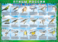Таблица Птицы России из  4 листов в комплекте 1000*1400 винил	 - «globural.ru» - Томск