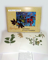 Гербарий Деревья и кустарники (20 видов) - «globural.ru» - Томск