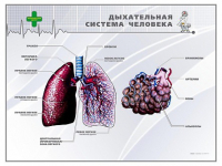Стенд "Дыхательная система человека" - «globural.ru» - Томск
