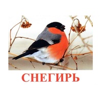 Карточки Домана "Птицы-1" - «globural.ru» - Томск