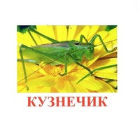 Карточки Домана "Насекомые" - «globural.ru» - Томск