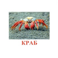 Карточки Домана "Подводный мир" - «globural.ru» - Томск