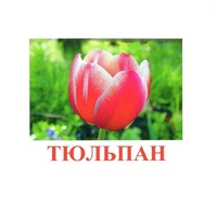 Карточки Домана "Цветы-1" - «globural.ru» - Томск