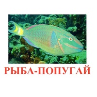 Карточки Домана "Рыбы" - «globural.ru» - Томск