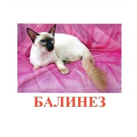 Карточки Домана "Породы кошек" - «globural.ru» - Томск