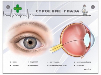 Интерактивный стенд "Строение глаза" - «globural.ru» - Томск
