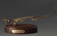 Модель скелета мозазавра Mosasaurus - «globural.ru» - Томск