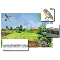 Магнитный плакат-аппликация "Поле: биоразнообразие и взаимосвязи в сообществе" - «globural.ru» - Томск