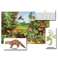 Магнитный плакат-аппликация "Лес: биоразнообразие и взаимосвязи в сообществе" - «globural.ru» - Томск