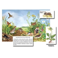 Магнитный плакат-аппликация "Луг: биоразнообразие и взаимосвязи в сообществе" - «globural.ru» - Томск