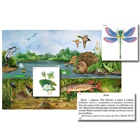 Магнитный плакат-аппликация "Водоем: биоразнообразие и взаимосвязи в сообществе" - «globural.ru» - Томск