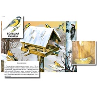 Магнитный плакат-аппликация "Биоразнообразие и экологические группы. Птицы зимой" - «globural.ru» - Томск