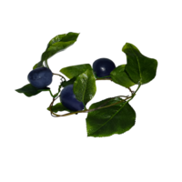 Ветка муляжей "Слива" - «globural.ru» - Томск