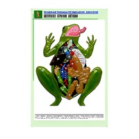 Рельефная таблица "Внутреннее строение лягушки" (формат А1, матовое ламинир.) - «globural.ru» - Томск