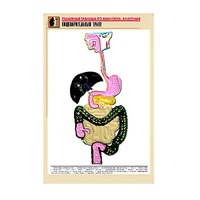 Рельефная таблица "Пищеварительный тракт" (формат А1, матовое ламинир.) - «globural.ru» - Томск