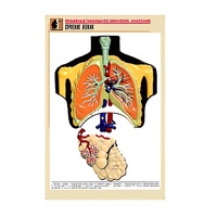 Рельефная таблица "Строение легких" (формат А1, матовое ламинир.) - «globural.ru» - Томск